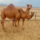 خلفات سواحل للبيع