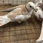 قماري هولندي