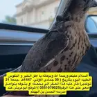 صقر وكري ضايع الى يحصله يتواصل معانا ضروري وله مكافاءه 500