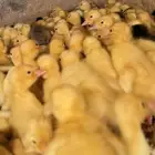 صوص بط بكيني