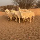 غنم حريه كفو