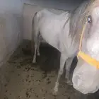 حصان شعبي