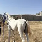 حصان للبيع ماشاءالله