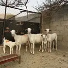 غنم بيشي