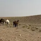 حصان عربي شعبي عمره. سنه ونص