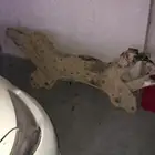 كمر مكينة كيا ريو 2016 وكاله