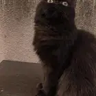 قطه شيرازي ضائعه في الناصره