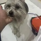 كلب شيتزو انثى نظيفه واليفه جدا وتوني محلقها