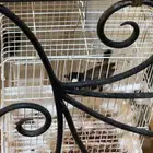 للبيع بلبل عربي