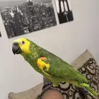 بلوفرنتد سوبر سوبر جامبو