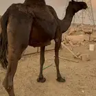 ضروبه مجهم كااايفه