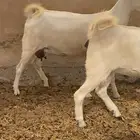 جفار بيشيات دفيع شرط تم البيع