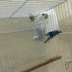 ذكر روز محلل