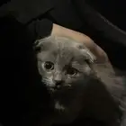 سكوتش فولد العمر شهرين للبيع