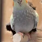 ببغاء كروان 2 واحد ذكر واحد أنثى بالقفص والبيت المبلغ 1200