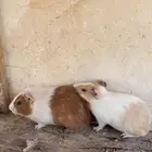 وبر بلدي