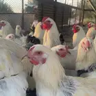 دجاج براهما