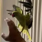 ببغاء الدره اليف
