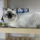 قطه همالايا للبيع