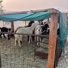 ذبايح طيبه وعلفها طيب