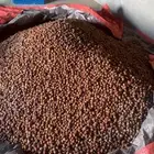 طفيلة