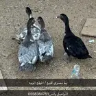بط مصري