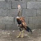 ديك شامو ياباني