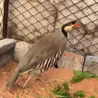 شنير للبيع