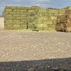 برسيم للبيع صافي ورق وعود ناعم
