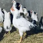 دجاج نوادر فرنسي كولمبي بيور جملة