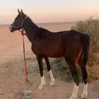 حصان عربي معسوف