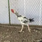 فارسي طقمين