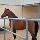 حصان عربي فاخر