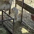 طلي حري مشروع فحل عمره شهر داغور سليم شرط صحه ورضع
