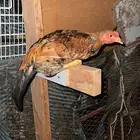 دجاج