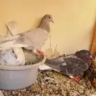 للبيع جوز لوت
