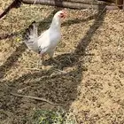 ديك ودجاجتين