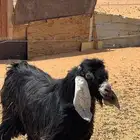 تيس فحل عارضي