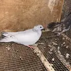 بسابيس حمام العدد ثنين