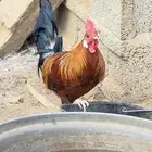 ديك بلدي للبيع