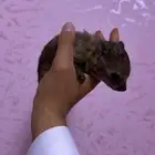 وبر أليف