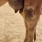 للبيع خلفه مصغر حمرا