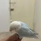 روز ذكر أليف جد أبدا ما يعض هدد داخلي