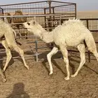 للبيع قعودين اصفر و اوضح