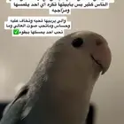 ببغا روز أليف