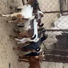 تيوس وعنقان