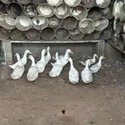بط بكيني للبيع