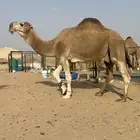 عرض نادر وفاخر للبيع بعير باتلي رباع ابوة الحاكم مشروط