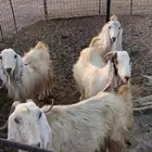 لبيع