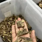 عود كينام بسعر الجملة